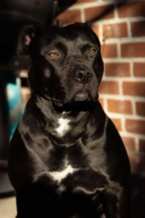 black panther pitbull gioia by gioia the black panther pitbull (14)
