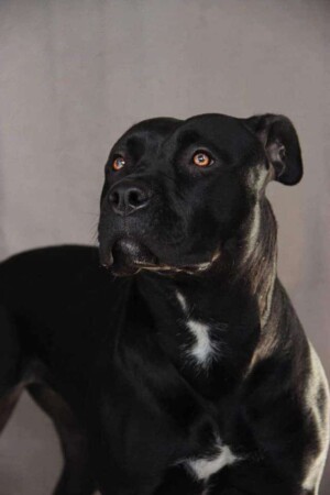 black panther pitbull gioia by gioia the black panther pitbull (3)