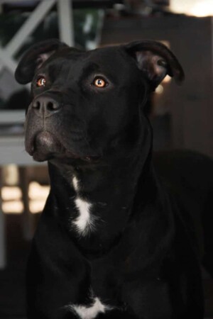 black panther pitbull gioia by gioia the black panther pitbull (4)