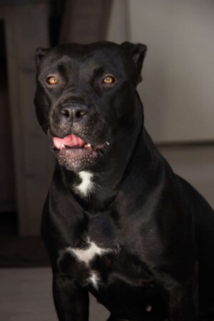 black panther pitbull gioia by gioia the black panther pitbull (5)