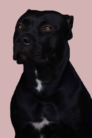 black panther pitbull gioia by gioia the black panther pitbull (6)