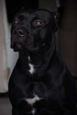 black panther pitbull gioia by gioia the black panther pitbull (7)