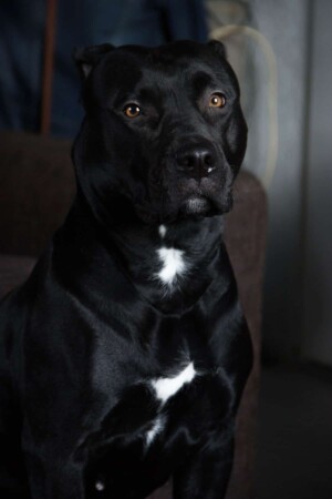 black panther pitbull gioia by gioia the black panther pitbull (8)