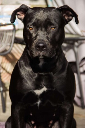 black panther pitbull gioia by gioia the black panther pitbull (9)