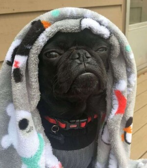 captain oreo my pug by kate w