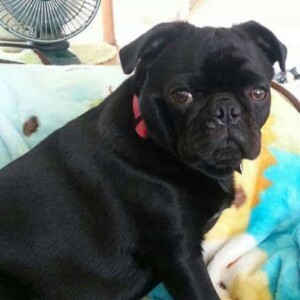 cubby bear the pug by diane h