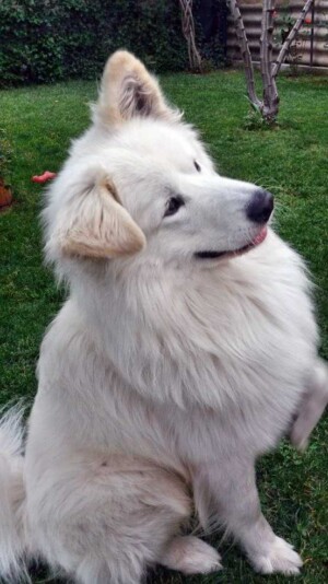 dima the samoyed by silvana m