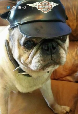 jagger the pug by steve m