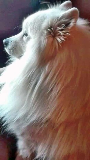 king aron the samoyed by antoaneta s