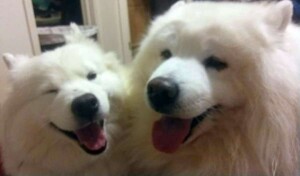 koda and dakoda the samoyed partners in crime by alissa ksm