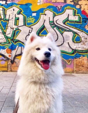 lana the samoyed by lanathesamoyed18