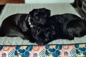 mimi and merin the pugs by gloria l