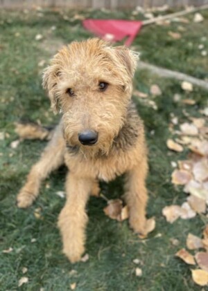 my airedale terrier puppy by starla a