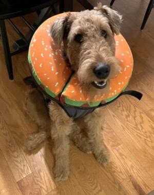 my airedale terrier by julia