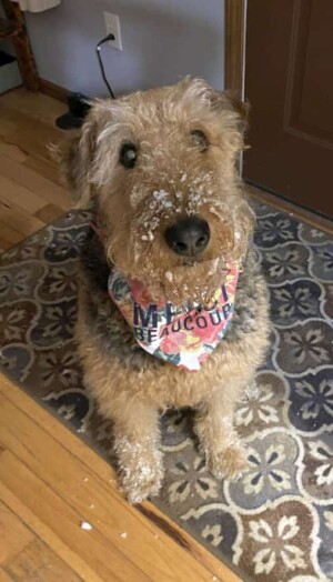 my airedale terrier by tami