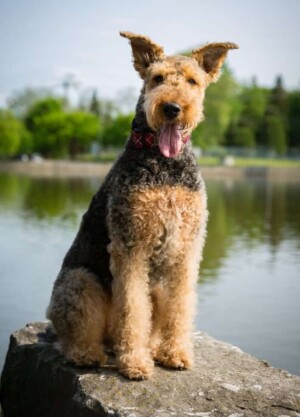 my handsome airedale terrier by wendy r
