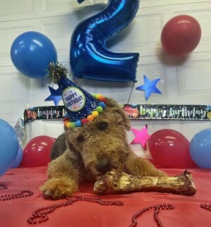 my happy birthday airedale terrier by jennifer r