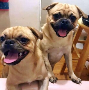 my pugs bubba and chubbs by hanz h