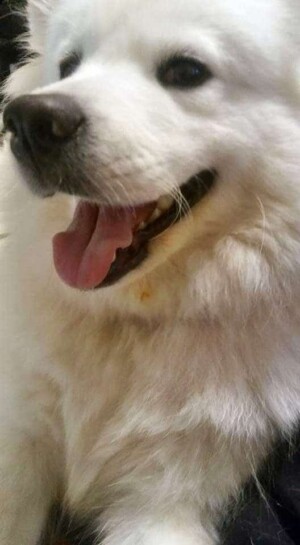 my samoyed by alissa