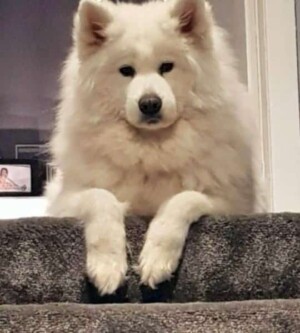 my samoyed by lyn m