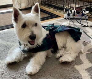 my westie by pookie
