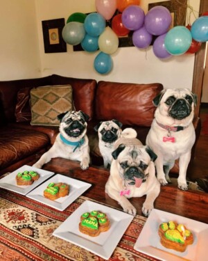 rufi the pugs birthday by puglandia