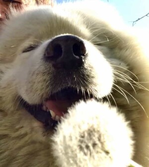 samy the samoyed by nicoleta m