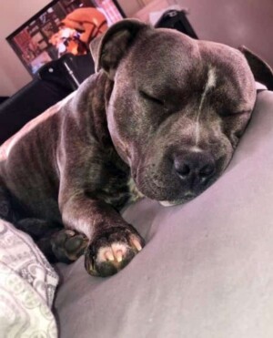 stitch the staffy with a nap by lilo & stitch