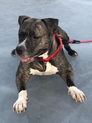 storm white and cherry brindle staffy best friends by chris n gaby c (1)