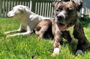 storm white and cherry brindle staffy best friends by chris n gaby c (2)