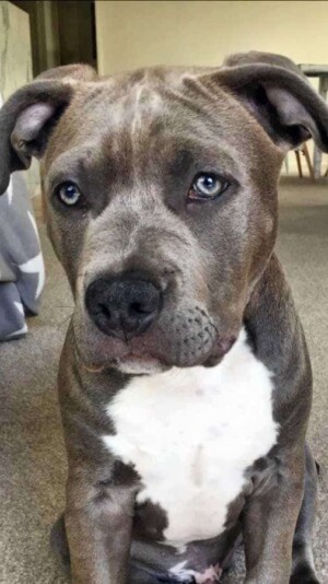tank the staffy all grown up by dane (1)