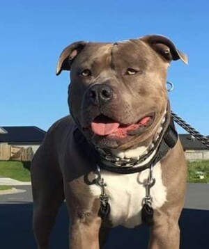 tank the staffy all grown up by dane (2)