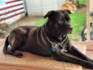 tank the staffy by tony m (1)