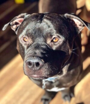 tank the staffy by tony m (2)