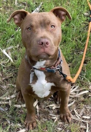 team staffy by caisey c