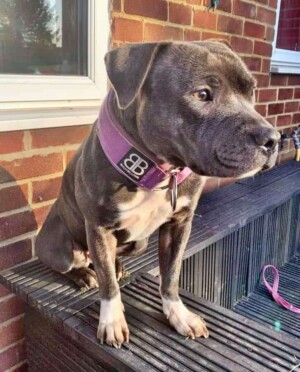 team staffy by donna e