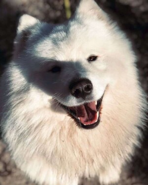 that samoyed smile by marine d