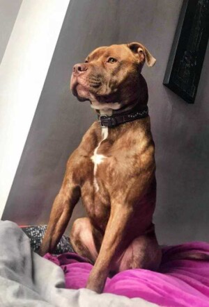 theo the staffy by sara b