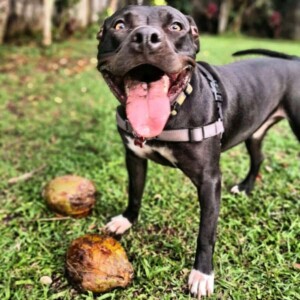 tonka the staffy by tonka the amstaff (3)
