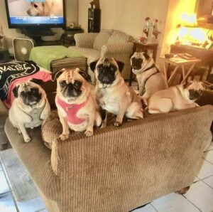 wild and crazy rogers pug bunch by thresia r