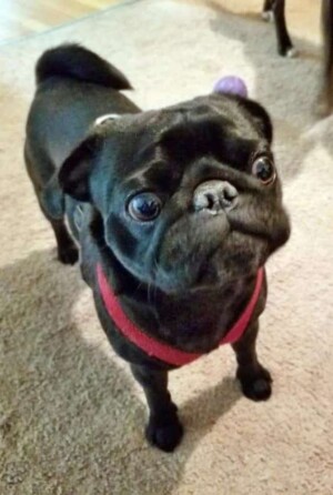 winston the pug by dogwalker14