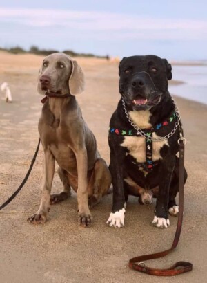 alberto the weimaraner and tupe the boxer dog by mari f