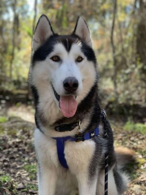 apollo the malamute by heather e