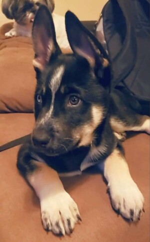 bandit the gsd puppy by laura a