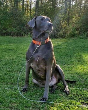 beardo is a 4 year old weimaraner by natalie c