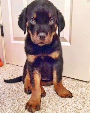 beau the rottweiler puppy (1)