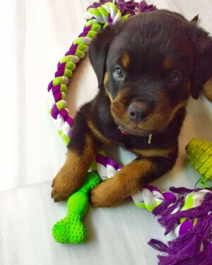 beau the rottweiler puppy (2)