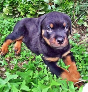 beau the rottweiler puppy (3)