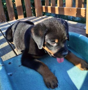 beau the rottweiler puppy by beau