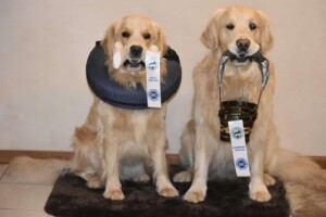 bella and riley the golden retrievers showing off their new trick titles by liza j